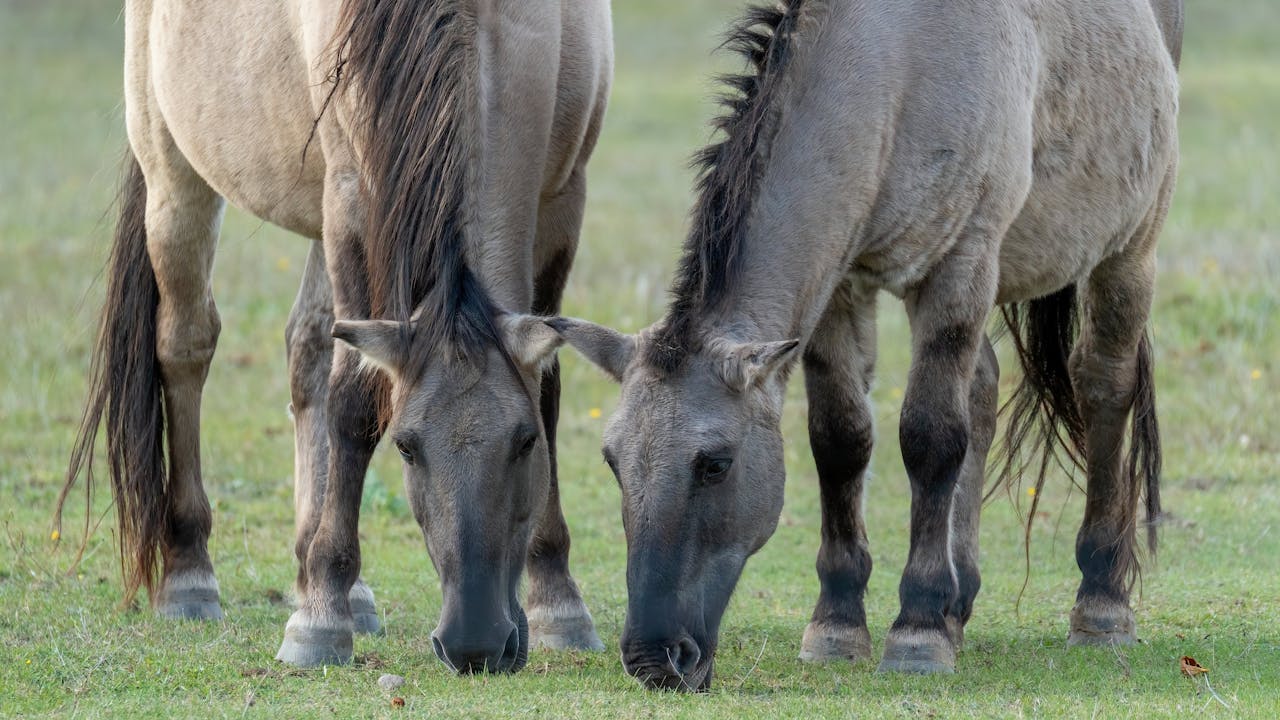 Hoe lang mag een paard grazen?