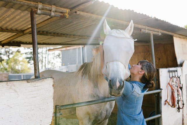 Hoe kies je de juiste buitenbox voor je paard